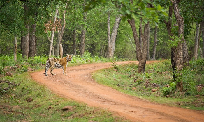 tadoba national park juggle safari in lowest rate know the details 