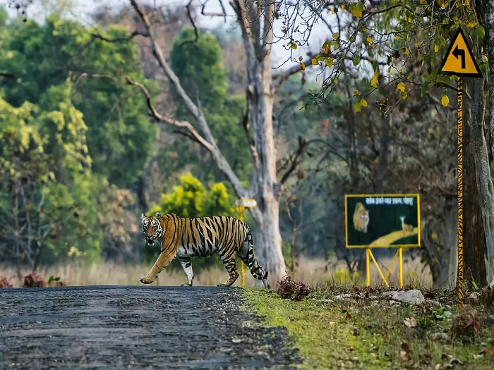 tadoba national park juggle safari in lowest rate know the details 