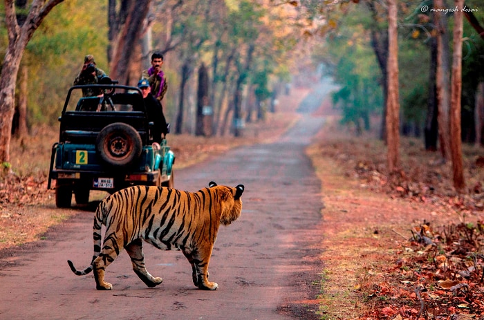 tadoba national park juggle safari in lowest rate know the details 