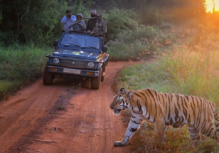 tadoba national park juggle safari in lowest rate know the details 