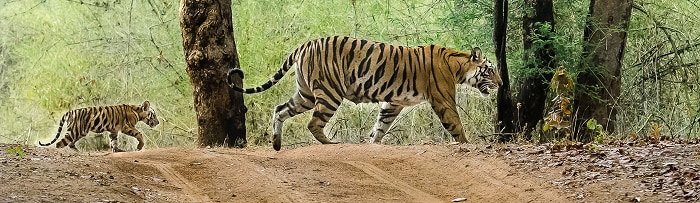 tadoba national park juggle safari in lowest rate know the details 