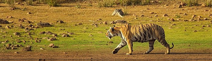 tadoba national park juggle safari in lowest rate know the details 