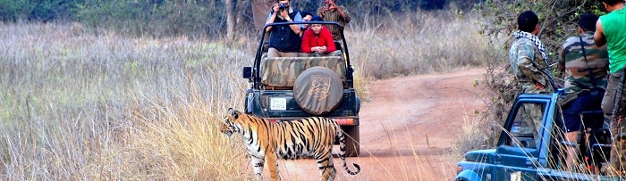 tadoba national park juggle safari in lowest rate know the details 