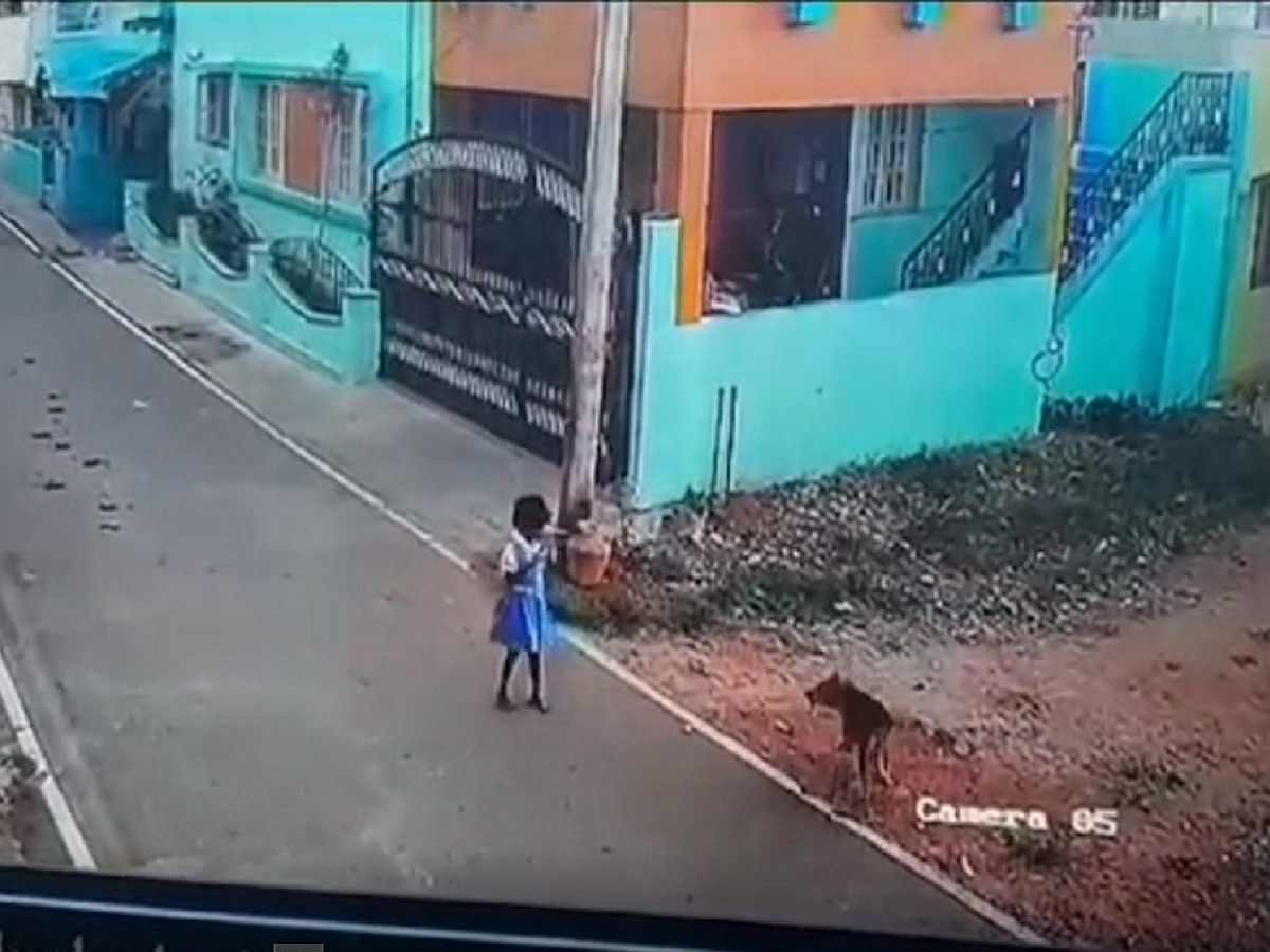 शाळकरी मुलीवर भटक्या कुत्र्यांचा हल्ला, रस्त्यावरुन फरफटत नेलं;  VIDEO व्हायरल title=
