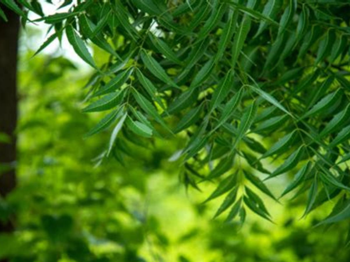 कडुलिंबाची पाने करतील कित्येक आजारांवर मात, फक्त उपाशीपोटी असे करा सेवन