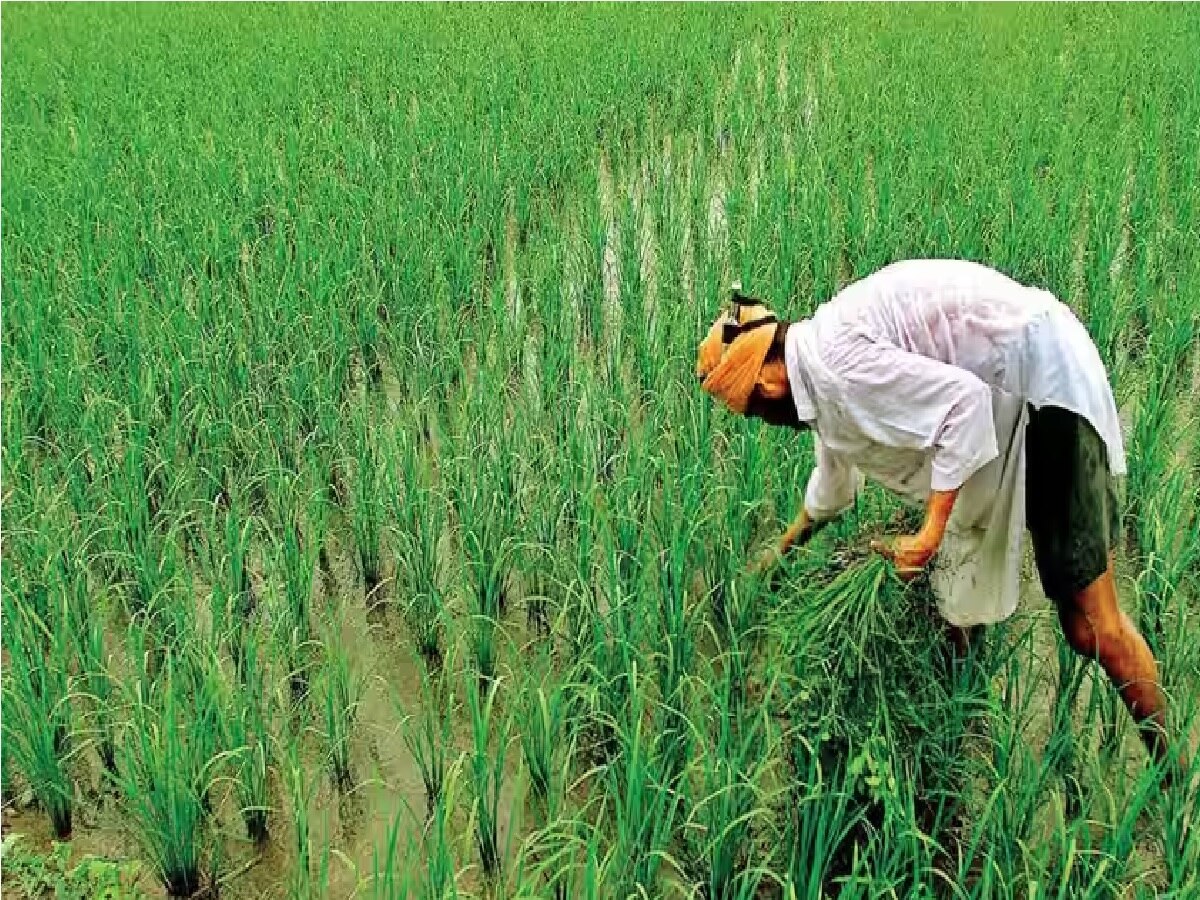 संयुक्त किसान मोर्चाच्या महाराष्ट्र राज्य शाखेचे मुंबईत स्थापना संमेलन; 27 संघटना सहभागी होणार  title=