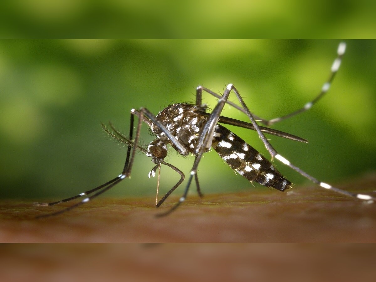 एशियन टायगर मच्छर काय आहे? डेंग्यू, चिकनगुनीयाला ठरतेय कारणीभूत title=