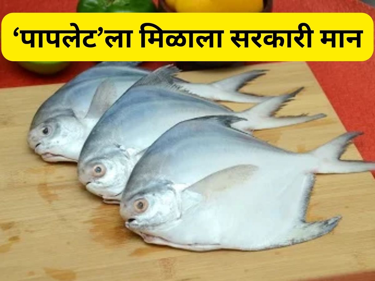Marathi Fish Silver Pomfret declared as state fish of Maharashtra by Sudhir ...