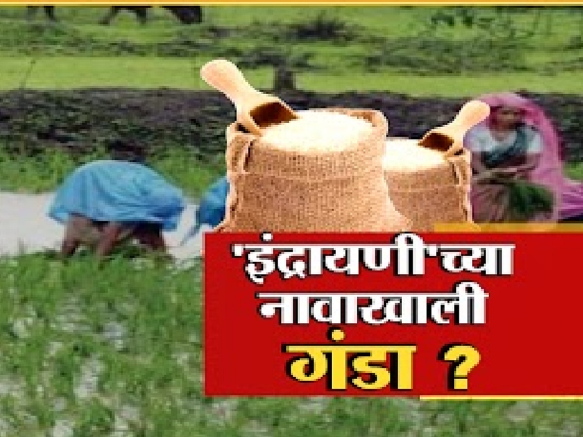इंद्रायणी भाताच्या बोगस बियाणांची विक्री, शेतकरी देशोधडीला… एका झटक्यात होत्याचं नव्हतं झालं