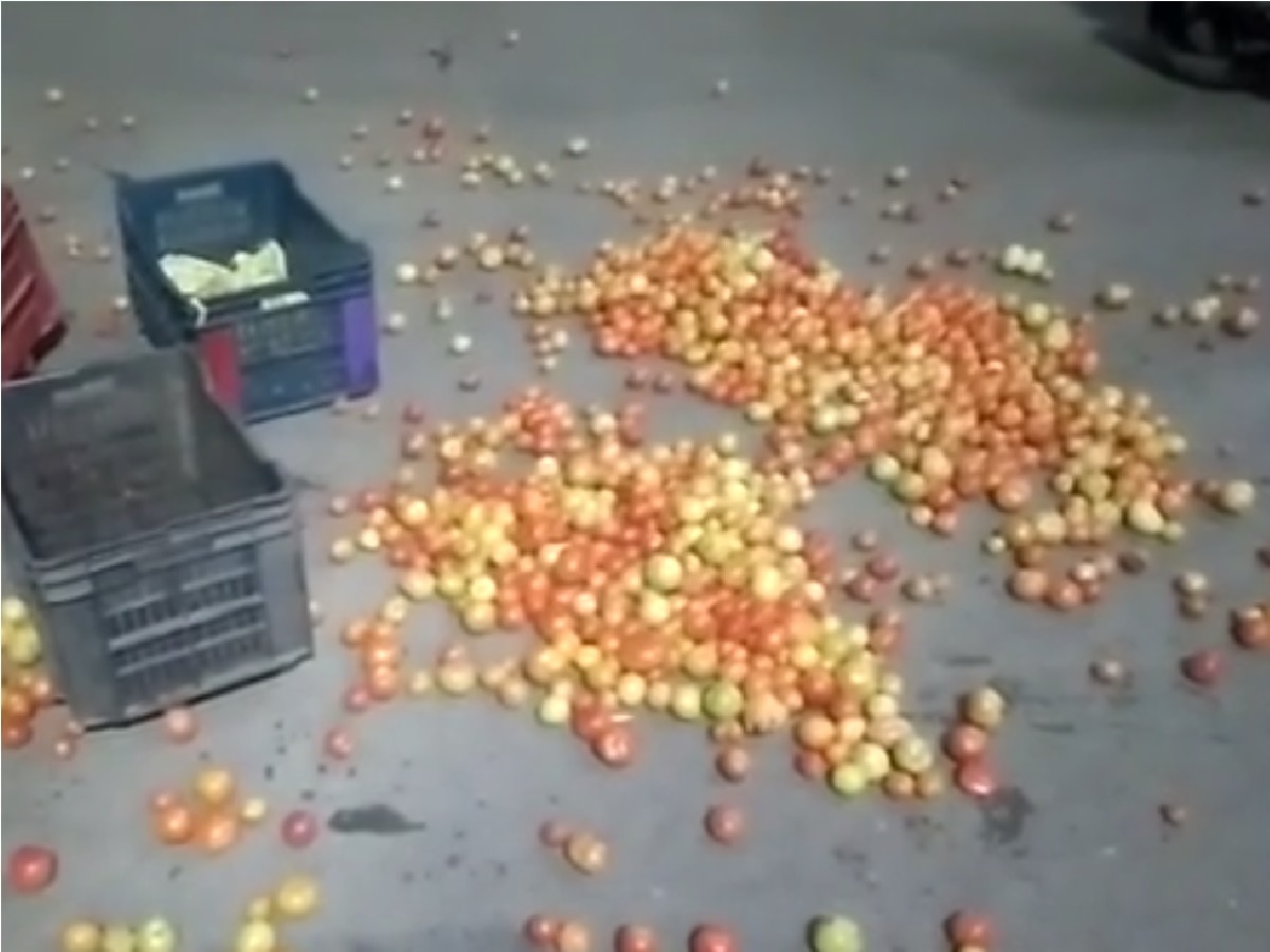 tomato price