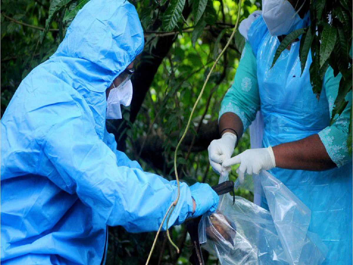 Nipah Virus : केरळातील 'त्या' दोघांचा मृत्यू निपाहमुळंच, नव्यानं आढळले 4 संशयित रुग्ण; तुम्ही सुरक्षित आहात ना?  title=