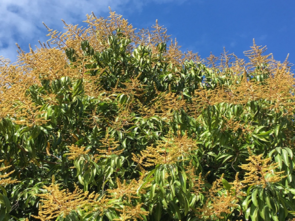 ऐन पावसाळ्यात कोकणातील आंबा कलमांना मोहोर आणि हापूसची फळधारणा; बदलत्या वातावरणाचा परिणाम