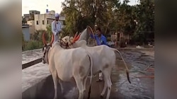 Video : पाणी नसल्याने बैलांना वॉशिंग सेंटरवर नेण्याची वेळ; नाशिकच्या निम्म्या भागावर दुष्काळाचे सावट