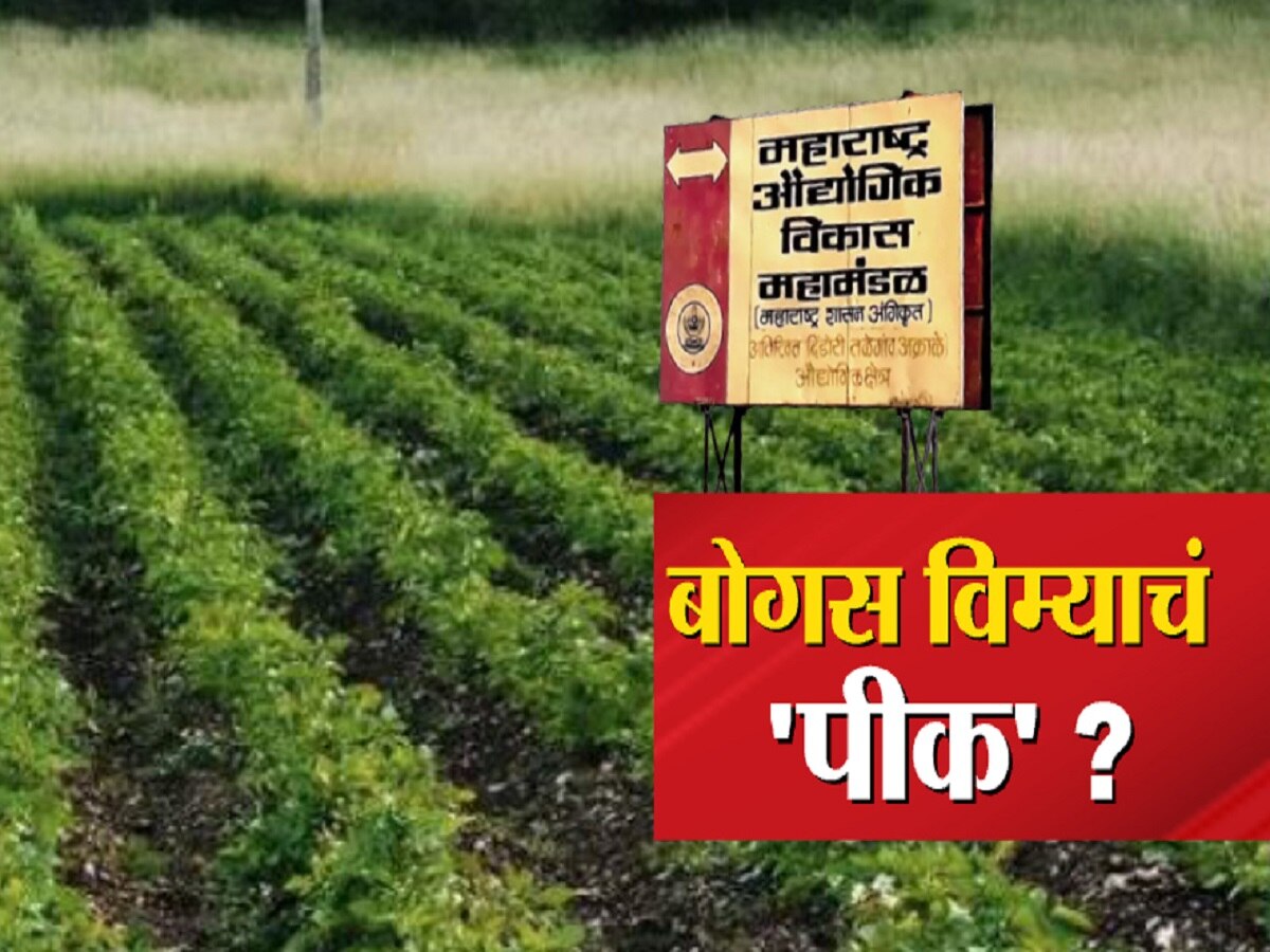 सरकारी जमिनीवरच शेत दाखवून पीकविमा उतरवला; कृषीमंत्री धनंजय मुंडे यांच्या जिल्ह्यातील धक्कादायक प्रकार