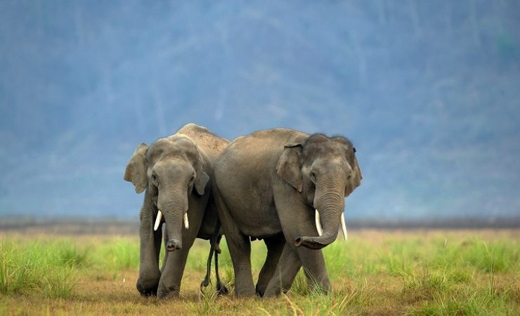 Jim Corbett National Park ticket gets expensive three times know new rates  