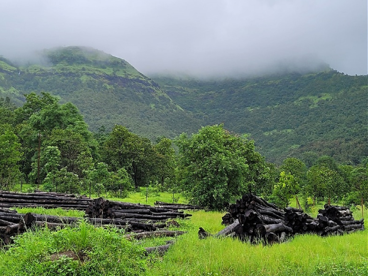 Maharashtra Rain : राज्याच्या ‘या’ भागात पावसाळा, तर इथं उन्हाच्या झळा; पाहा हवामान वृत्त