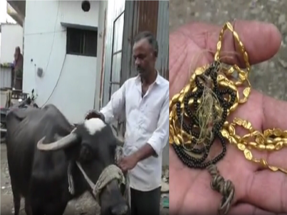 घरातून गायब झालेलं 2 लाखाचं सोनं म्हशीच्या पोटात सापडलं; नेमकं घडल काय?