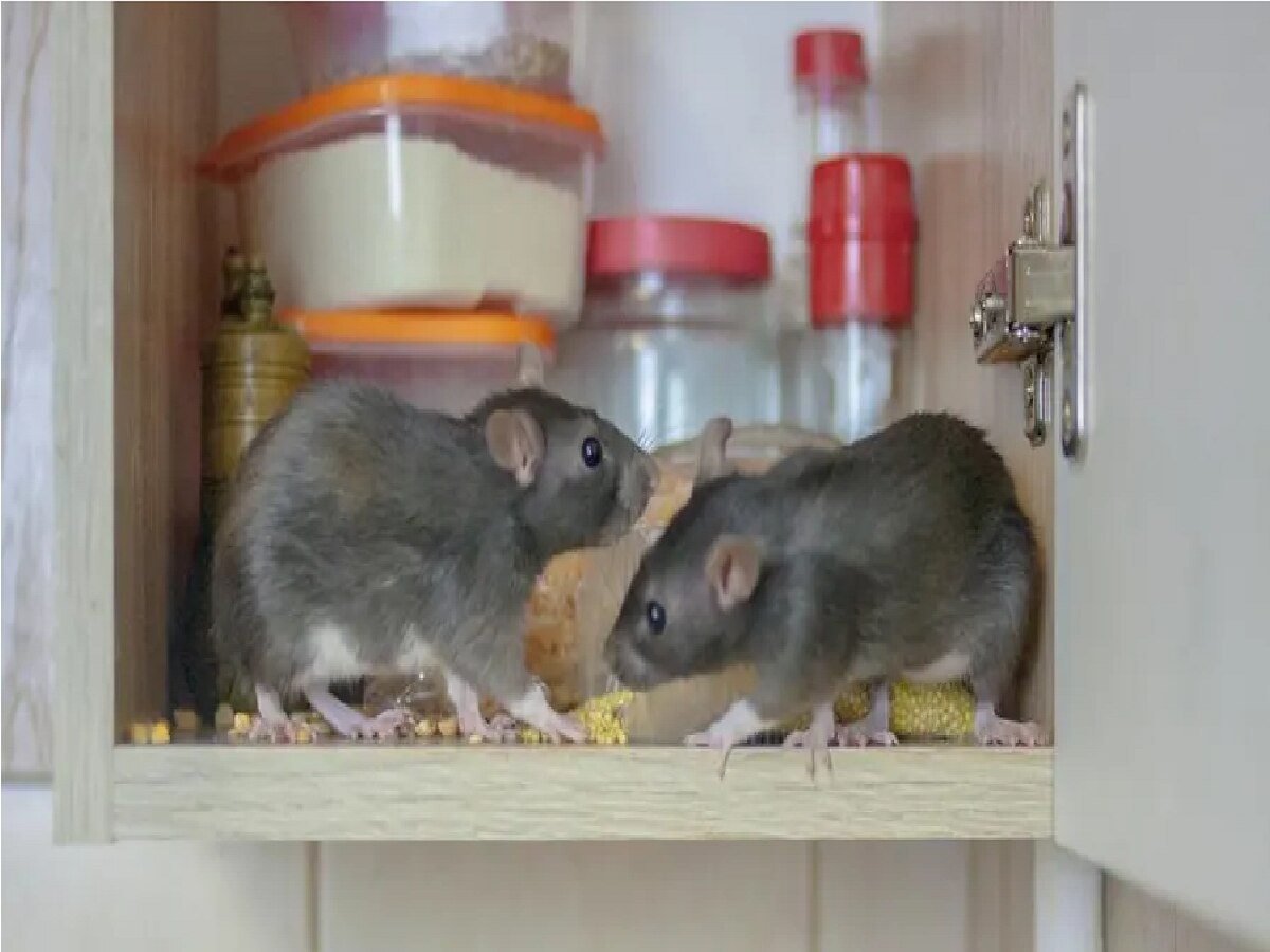 gondia news explosion of refrigerator in the house due to rat See what really happened gondia news explosion of refrigerator in the house due to rat See what really happened