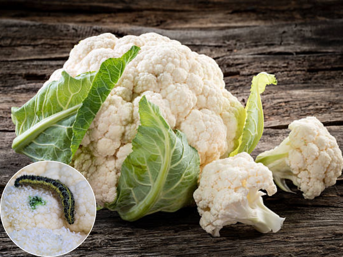 फक्त पाण्याने नाही निघणार फ्लॉवरमध्ये लपलेल्या अळ्या, Cauliflower स्वच्छ करण्यासाठी फॉलो करा या टिप्स  title=