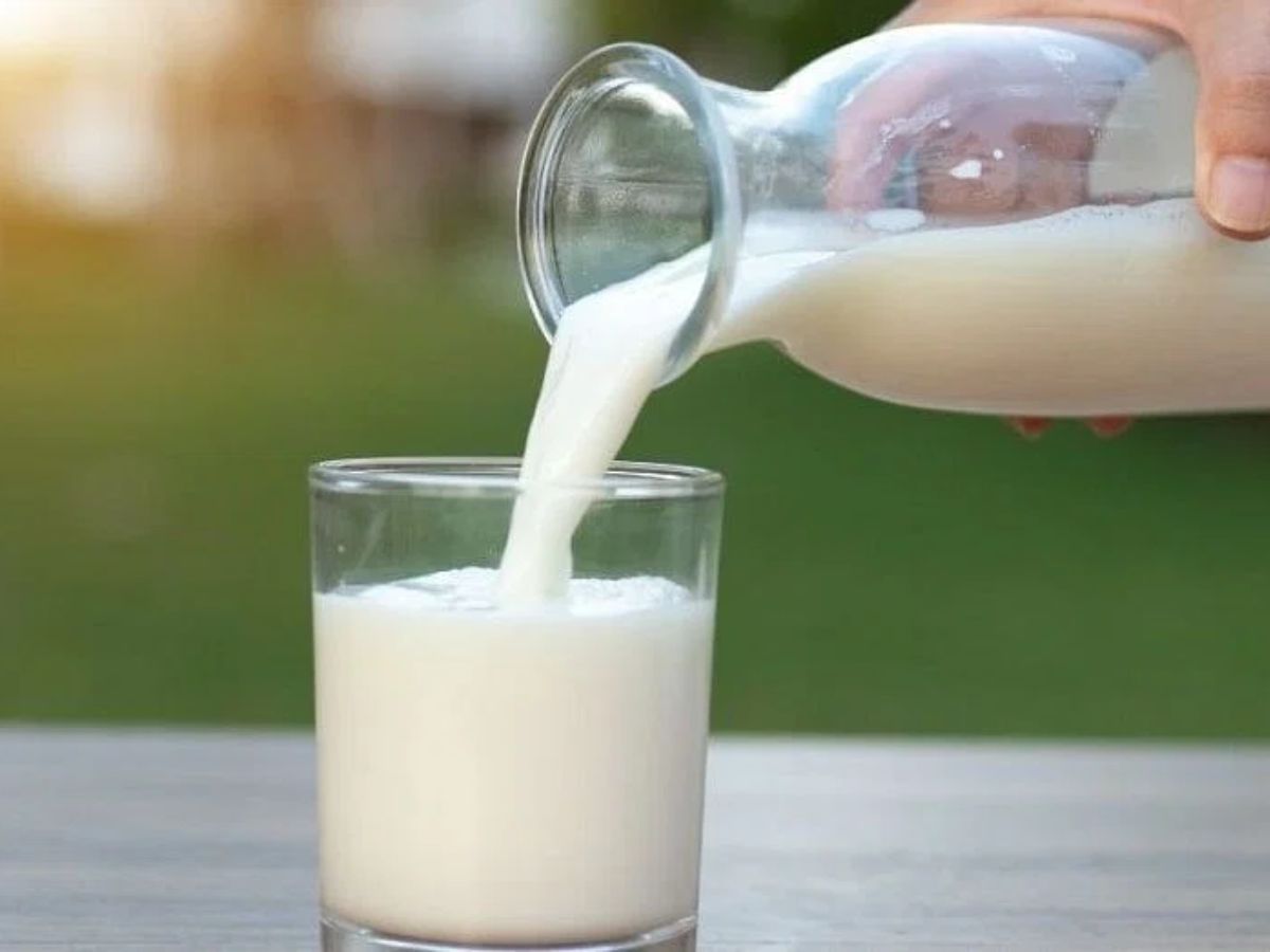 Health Alert in marathi can we drink milk after eating urad dal