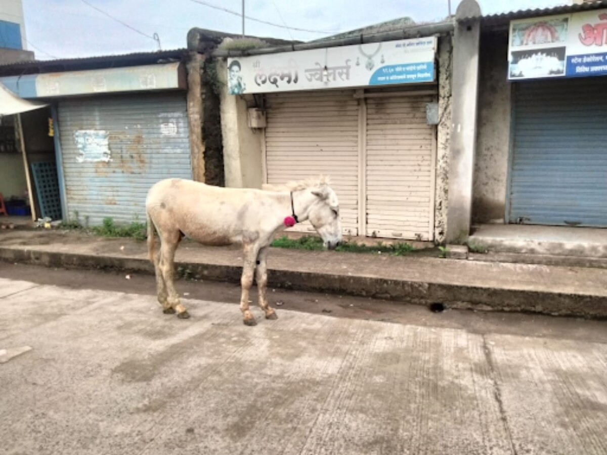 साताऱ्यात पाळीव गाढवाचा चिमुकलीवर जीवघेणा हल्ला; डोक्याचा तोडला लचका