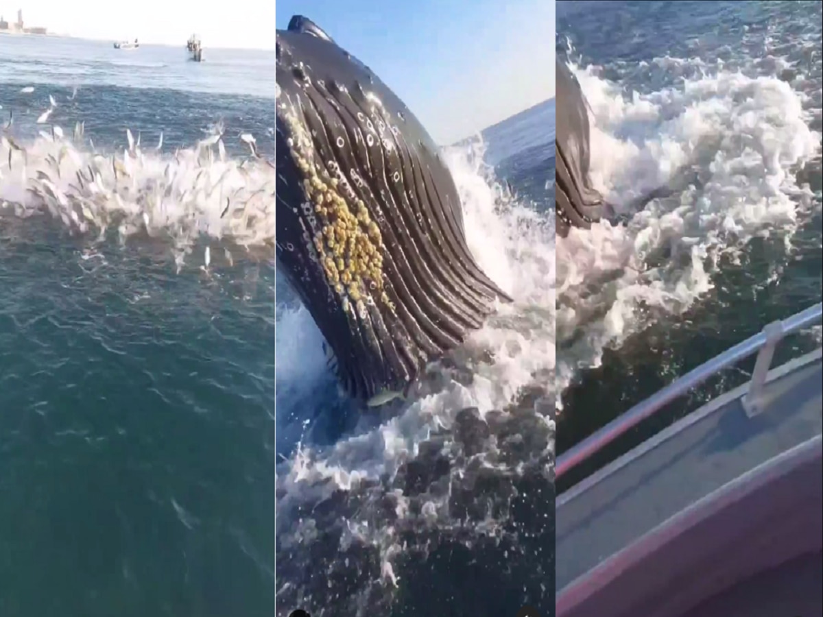 Viral Video : ...अन् घसाच कोरडा पडला, मोठा मासा पकडण्याच्या नादात गळाला लागला चक्क देवमासा! title=