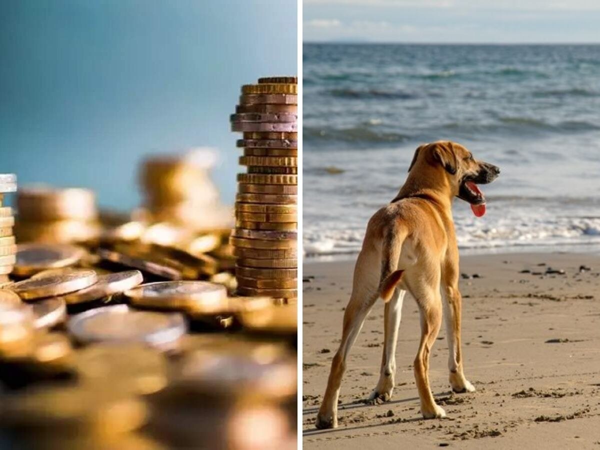 समुद्र किनारी फिरताना कुत्र्याला सापडली 'लाख'मोलाची वस्तू, एका क्षणात मच्छिमार झाला मालामाल  title=