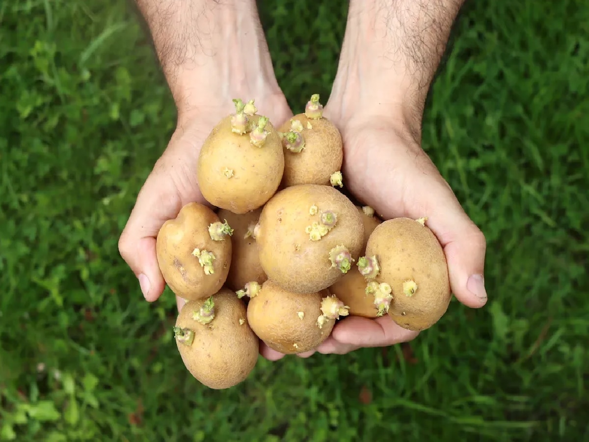 Sprouted Potatoes: मोड आलेल्या बटाटे खाणं म्हणजे जणू विषाचं सेवन; खाण्यापूर्वी हे वाचाच! title=