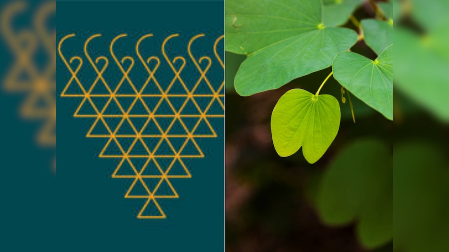 Why Do We Give a Leaf of Apta Tree as Sona on Dussehra Vijayadashami ...