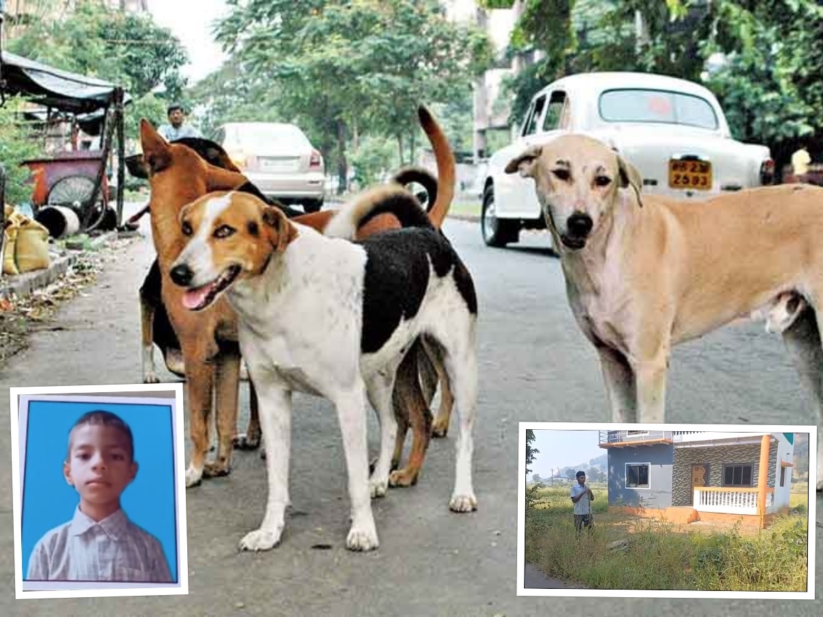 रायगडमध्ये कुत्र्यांच्या टोळक्याचा शाळकरी मुलावर हल्ला, तोडले शरीराचे लचके; मुंबईत उपचार सुरु title=