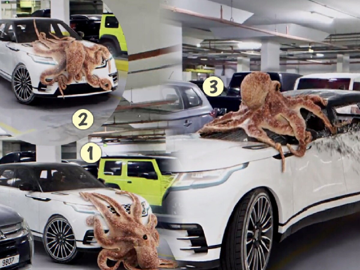 Video: पार्किंगमध्ये घुसून Octopus चा हल्ला! कारच्या बोनेटवर चढून काचा फोडल्या अन्... title=