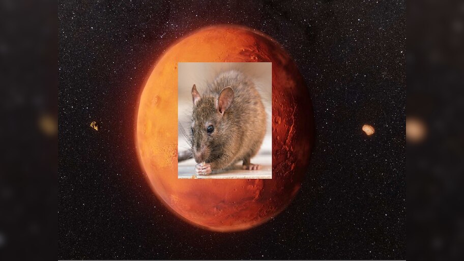 मंगळ ग्रहावर जिवंत राहू शकतात उंदीर; संशोधनातून मोठा खुलासा | Rats can ...