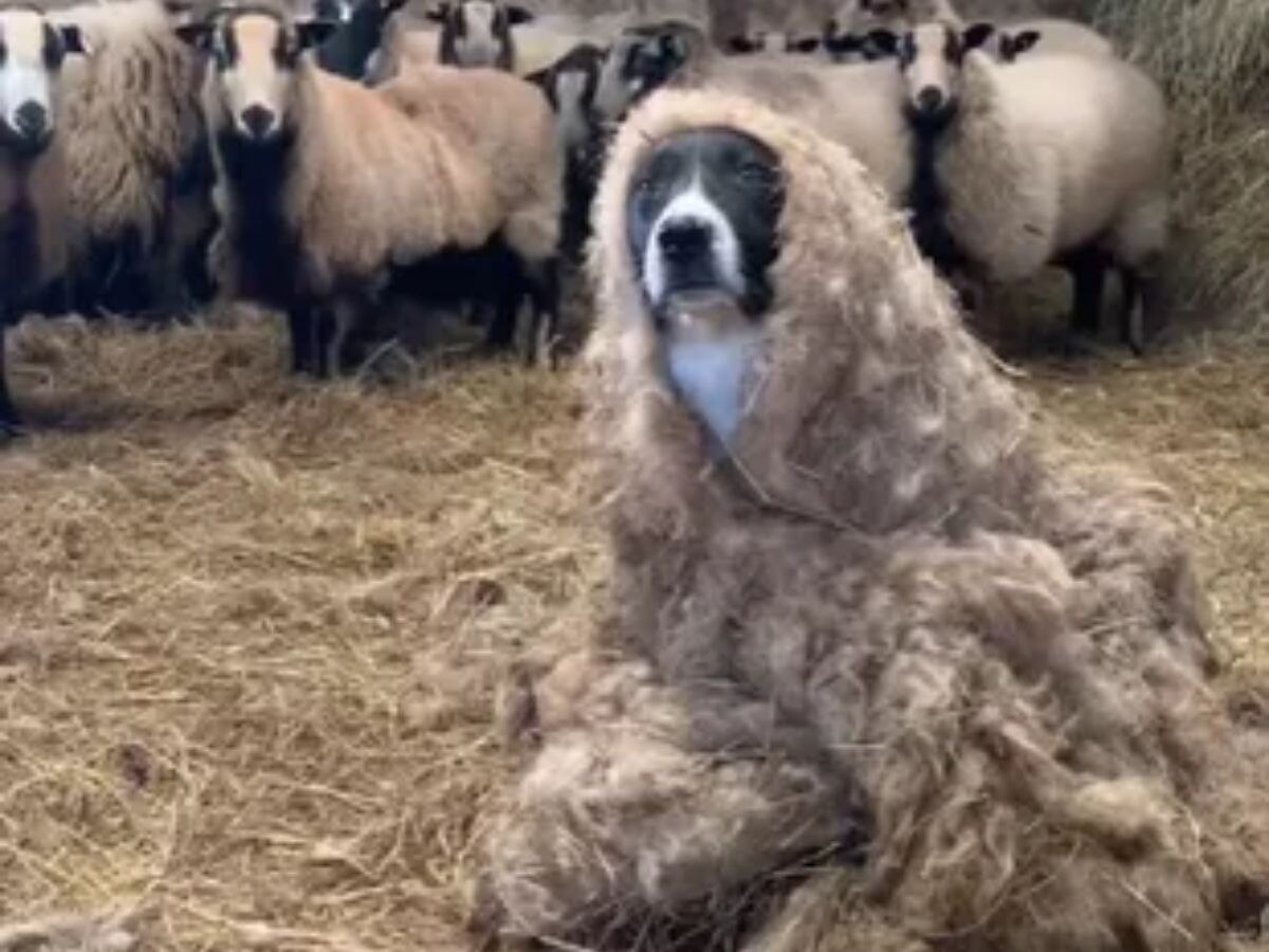 VIRAL VIDEO : सॉलिड गुप्तहेर बनला होता श्वान, मेंढरांनी ओळखताच पचका झाला! title=