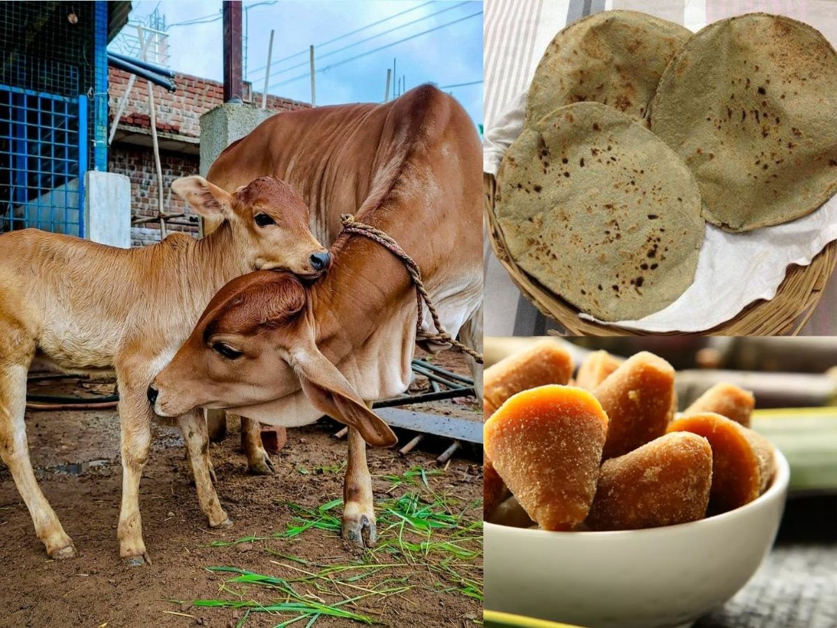 Vasu Baras 2023: काय आहे वसुबारसला गाईंना नैवेद्य दाखवण्याचं कारण... जाणून घ्या गवारीची-भाजी आणि भाकरी खाण्याचे महत्त्व title=