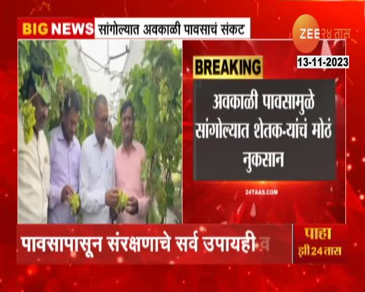 Solapur Sangloa Grapes Farm Damage From Unseasonal Rain