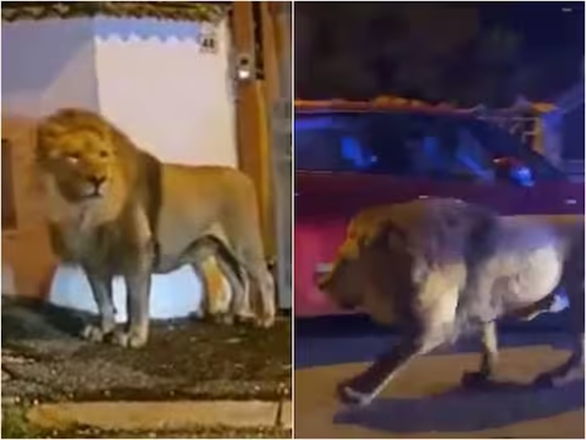  Video : दहशत! सर्कसमधून पळालेला सिंह जेव्हा रस्त्यावर येतो... title=