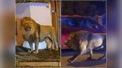  Video : दहशत! सर्कसमधून पळालेला सिंह जेव्हा रस्त्यावर येतो...
