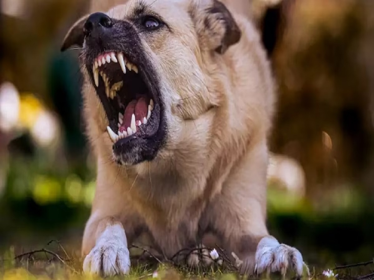 कुत्रा चावल्यास दाताच्या प्रत्येक खूणेसाठी 10 हजार, तर मांस बाहेर आल्यास... हायकोर्टाचा मोठी निर्णय title=