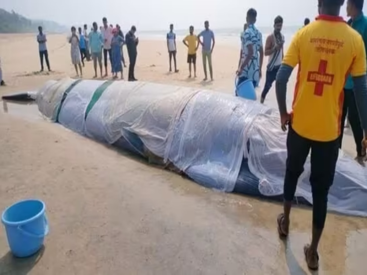 जगण्यासाठी झुंजत असलेल्या व्हेल माशाचा अखेर मृत्यू; 40 तासांचे रेस्क्यू ऑपरेशन अयशस्वी जगण्यासाठी झुंजत असलेल्या व्हेल माशाचा अखेर मृत्यू; 40 तासांचे रेस्क्यू ऑपरेशन अयशस्वी