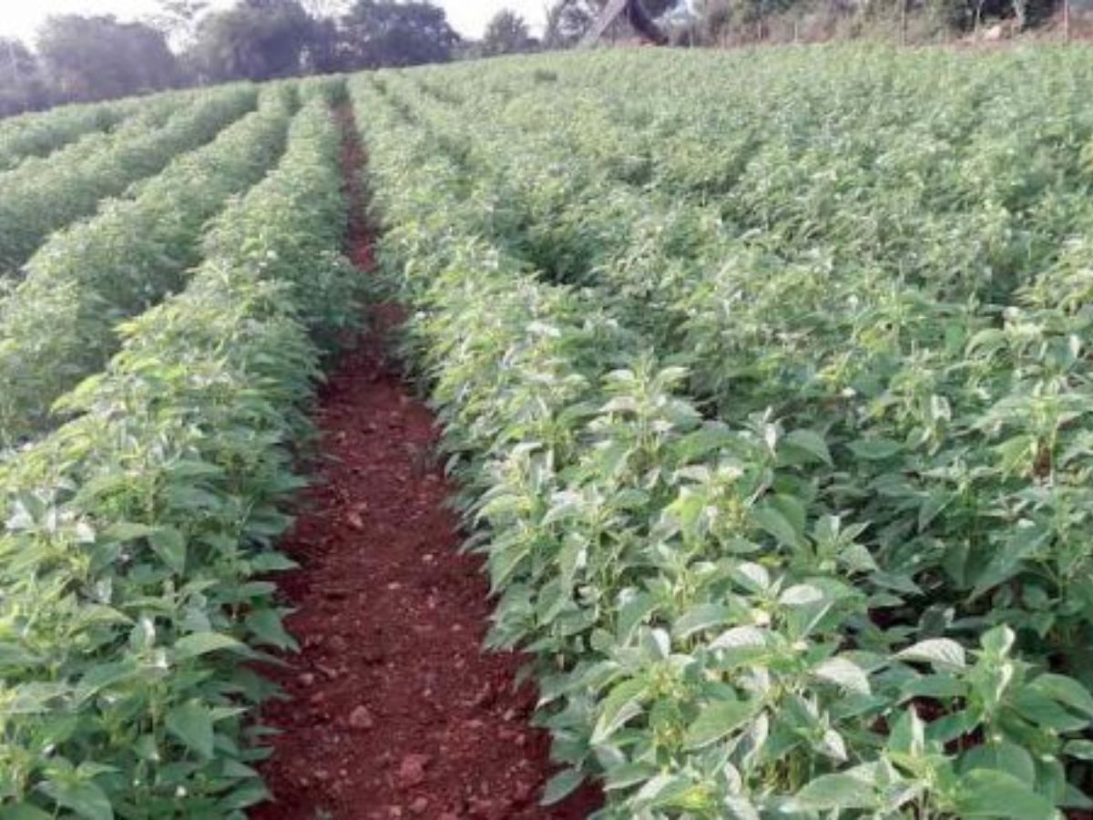 रब्बी हंगामासाठी  गहू- हरभऱ्याला नवा पर्याय; 'या' पिकामुळं शेतकरी होऊ शकतो मालामाल