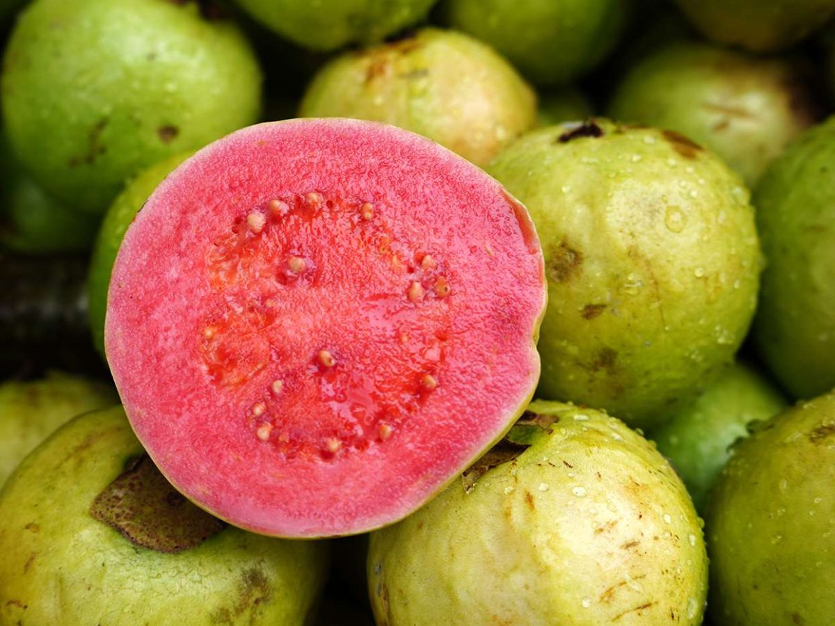 People who should be careful while eating Guava peru