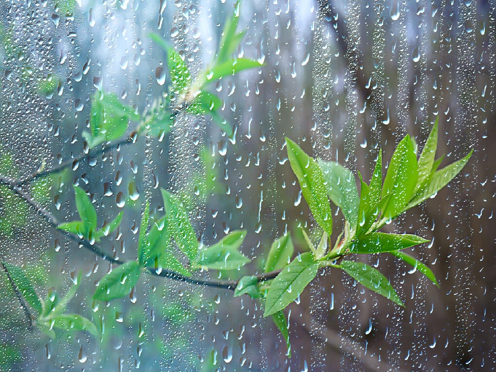 Weather Update : कोकणासह मराठवाड्याला पावसाचा इशारा; ‘इथं’ यलो अलर्ट, काश्मीरमध्ये मात्र थंडीची लाट