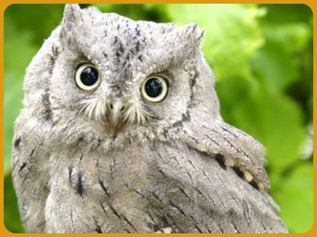  Interesting facts about ullu benefits of owls very intelligent raptor