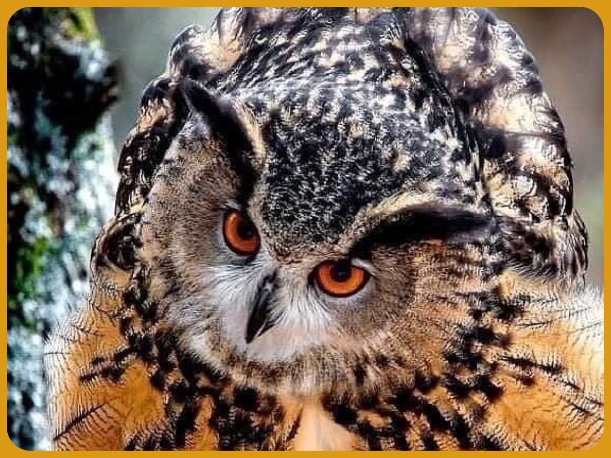  Interesting facts about ullu benefits of owls very intelligent raptor