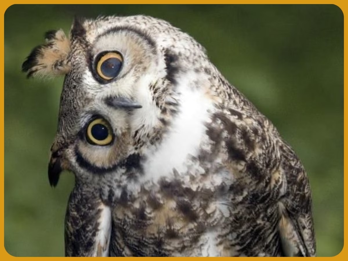  Interesting facts about ullu benefits of owls very intelligent raptor