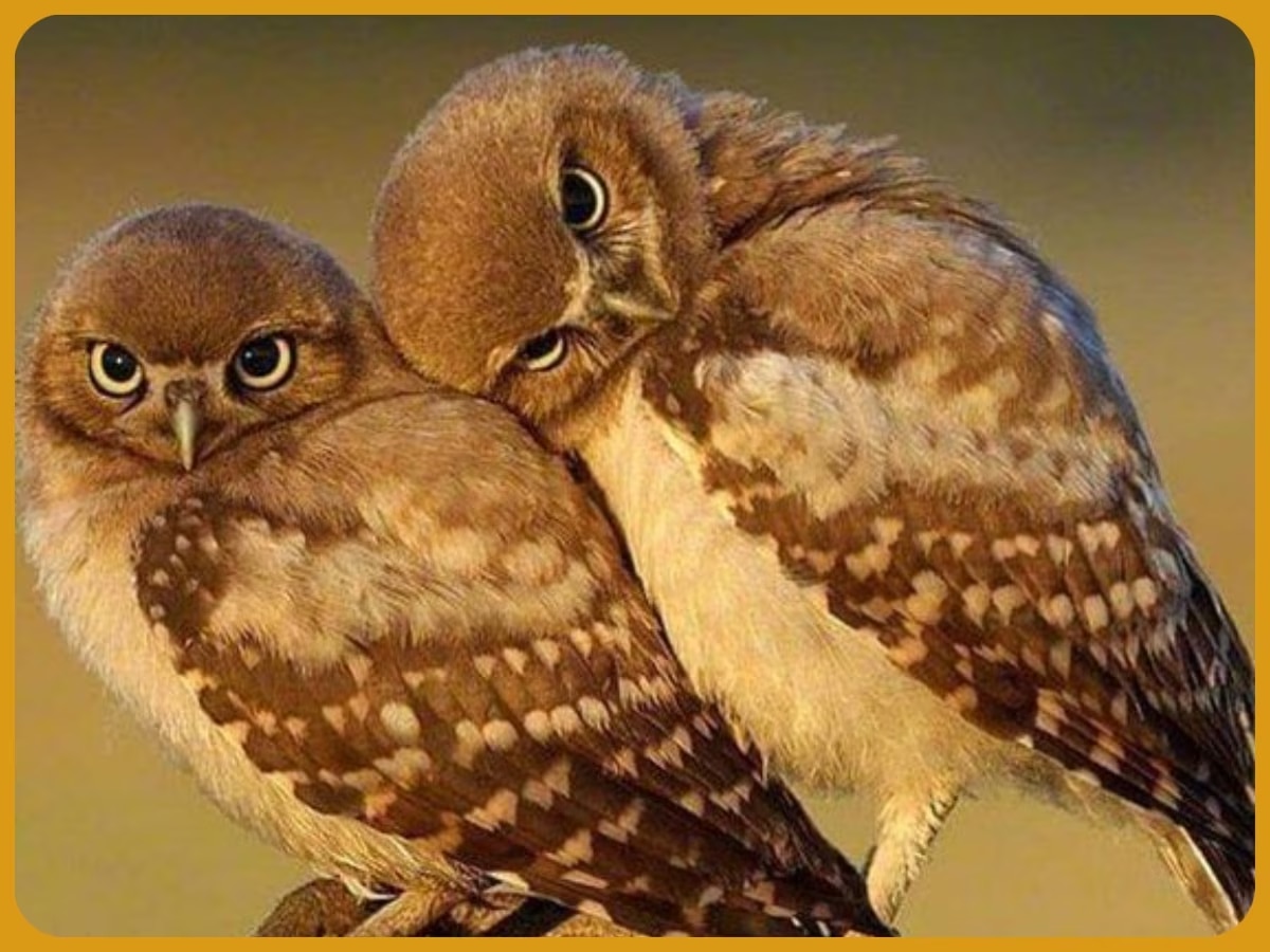  Interesting facts about ullu benefits of owls very intelligent raptor