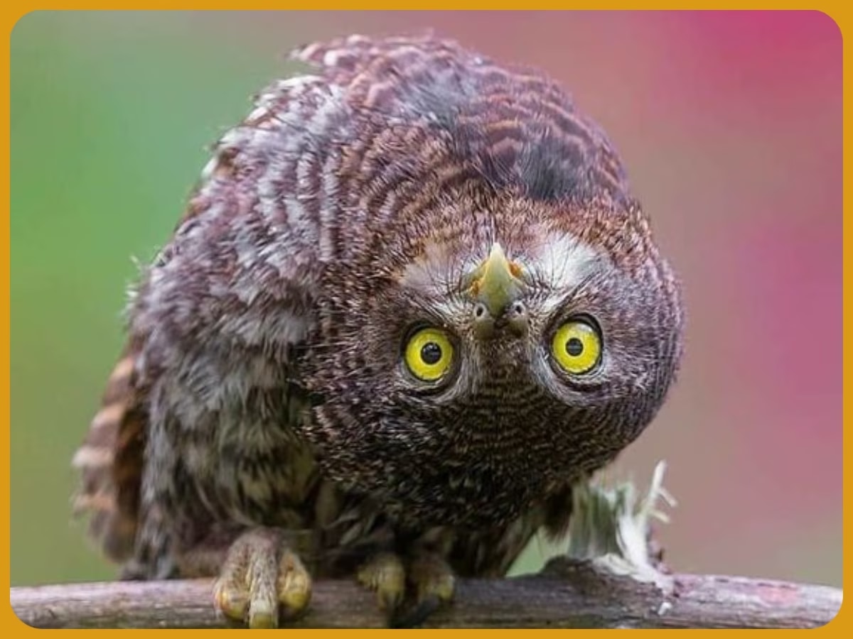  Interesting facts about ullu benefits of owls very intelligent raptor