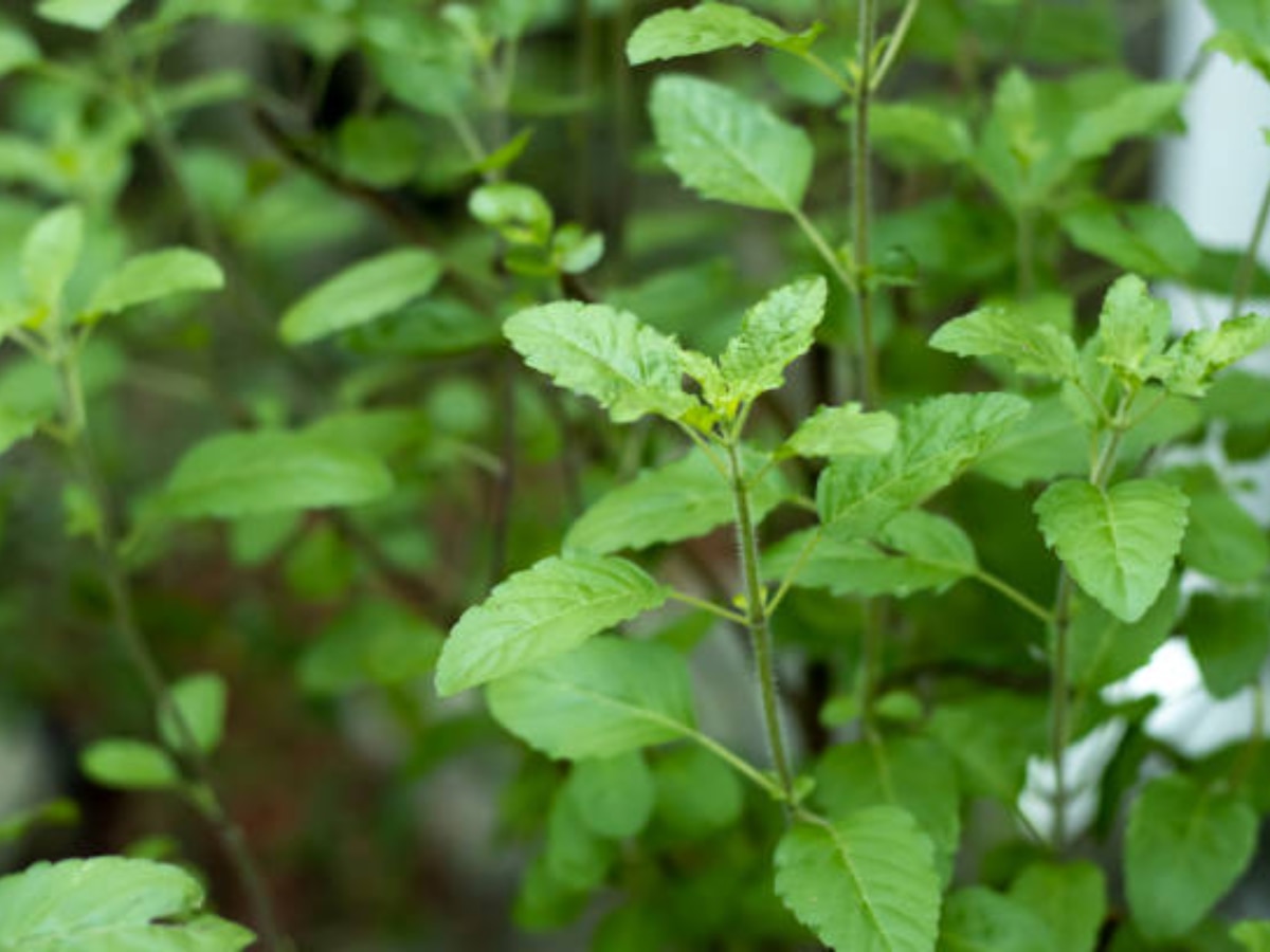 National Pollution Control Day 2023 Eat these 8 foods to fight Pollution