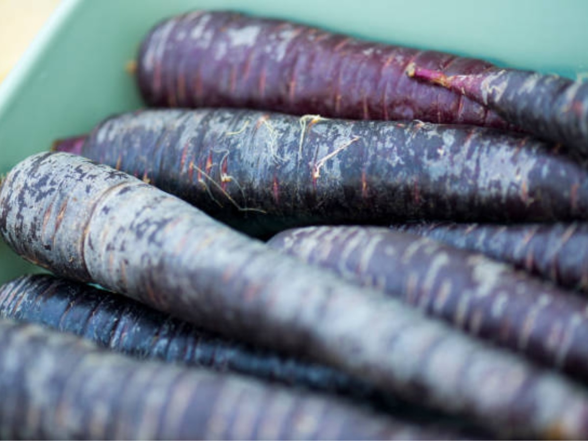 Black Carrot Benefits