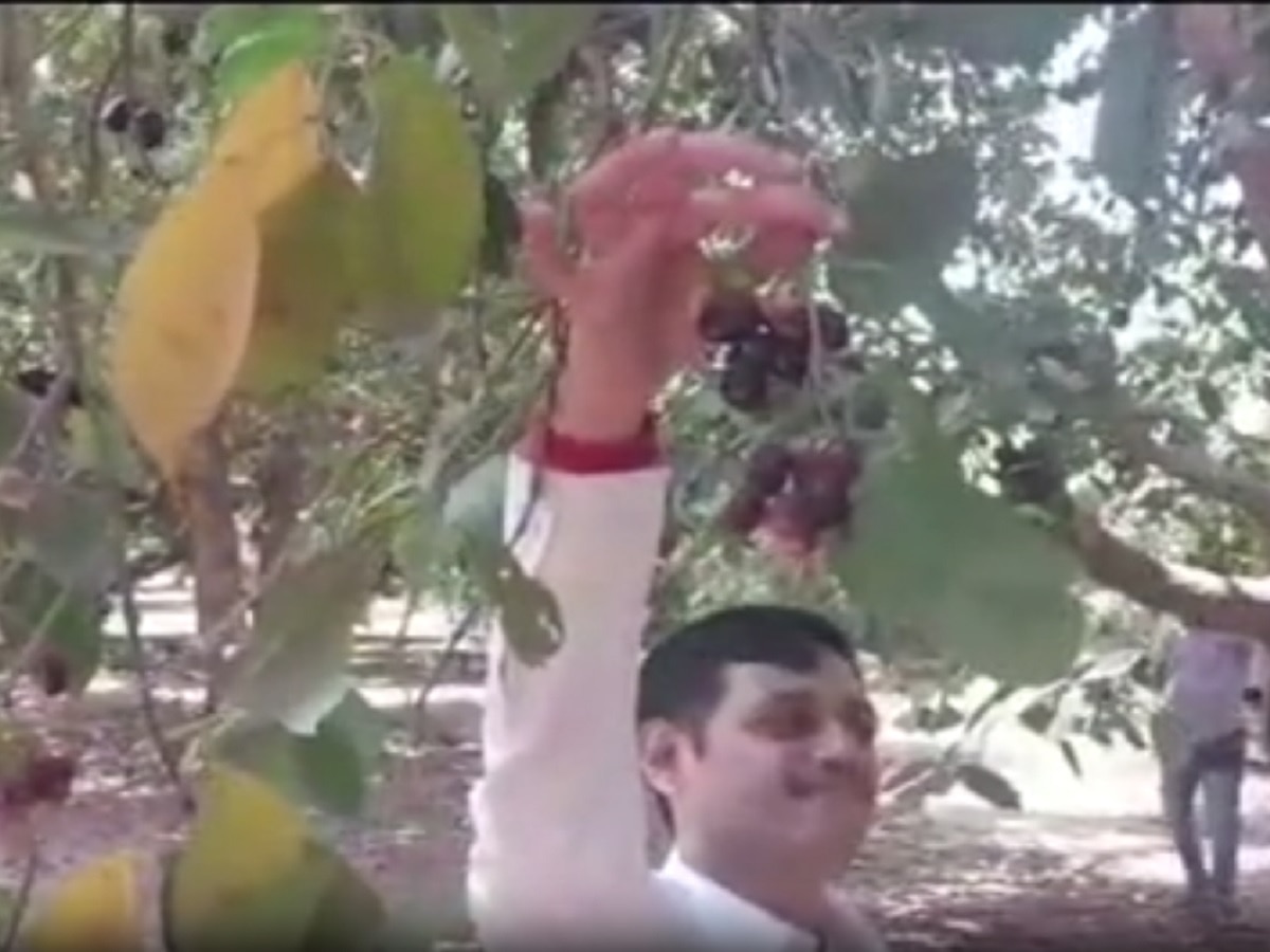 बदलापूरच्या जांभळांना मिळालं भौगोलिक मानांकन; जागतिक पातळीवर घेतली जाणार दखल